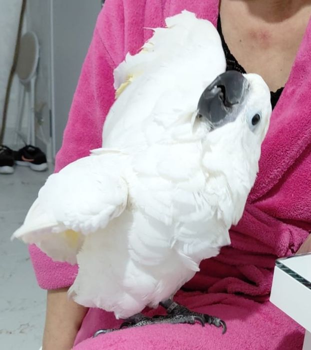 Papagal  Femelă Kakadu