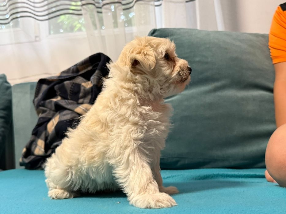 Cățelușă bichon maltez