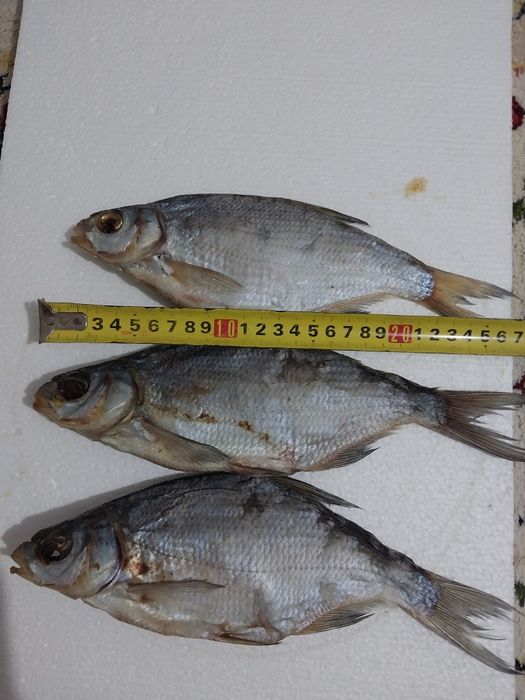 Рыба Лещ Судочек