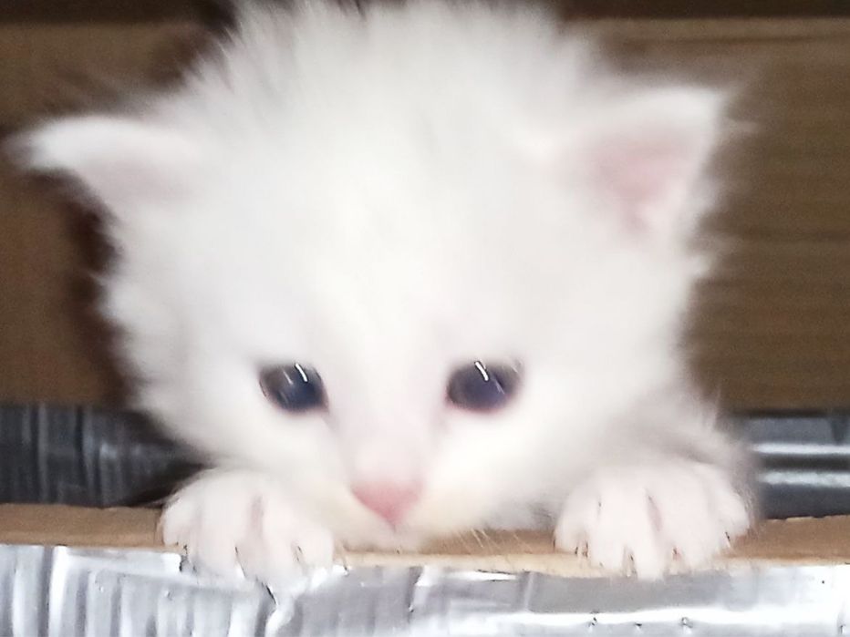 Котёнка турецки ангора