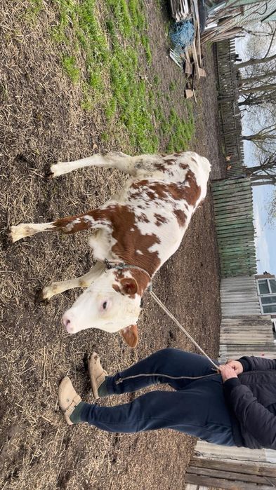 De vânzare vițică bălțată românească