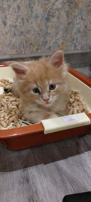 Котята Мейн Куны