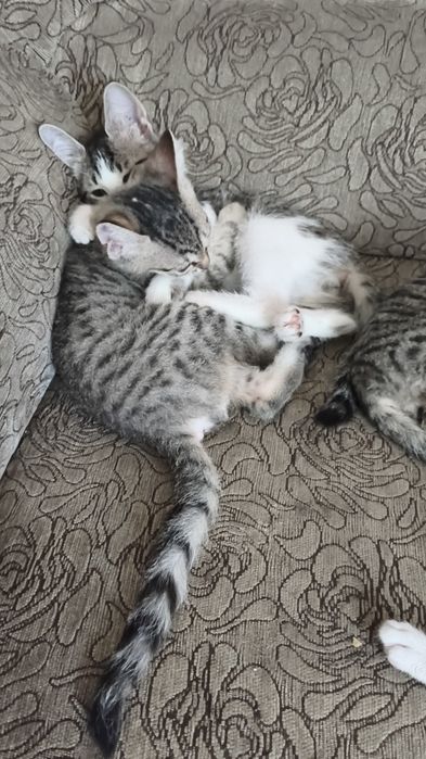 Отдам котят в добрые руки