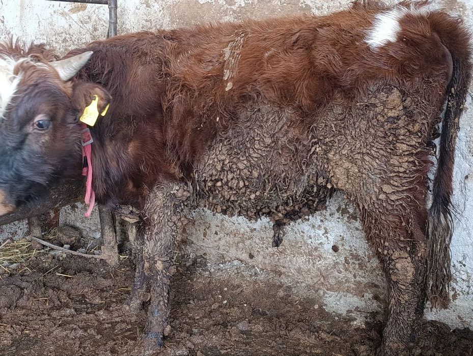 Soĝlom Buqa sotiladi