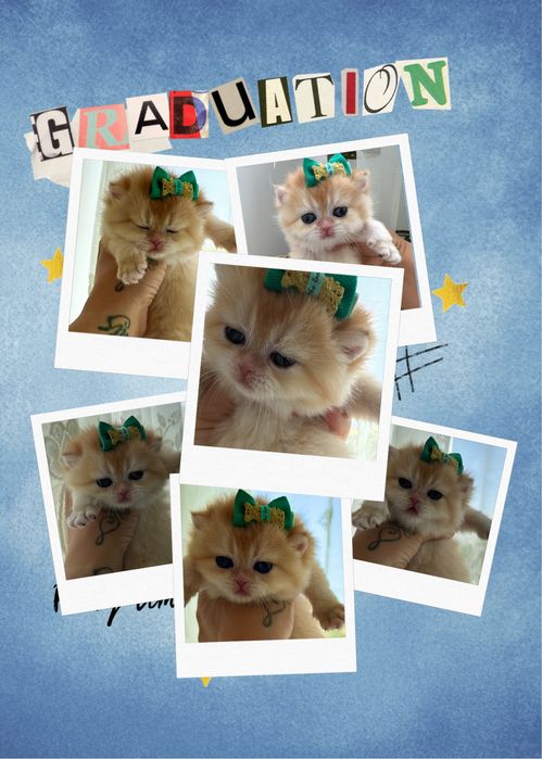 Золотая шиншилла