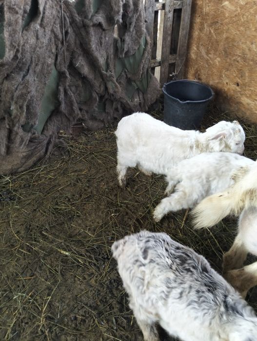 Теке лақтар бар 2шт