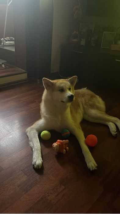 Pet sitter/cazare caini Bucuresti