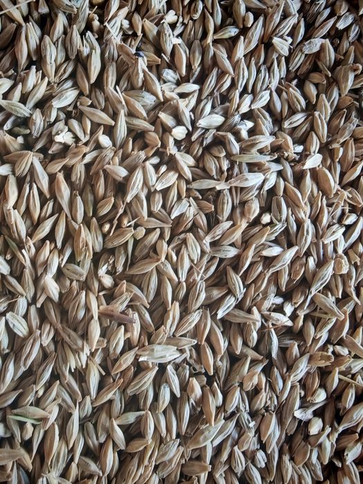 Царевица ,ечемик, слънчоглед  и пшеница