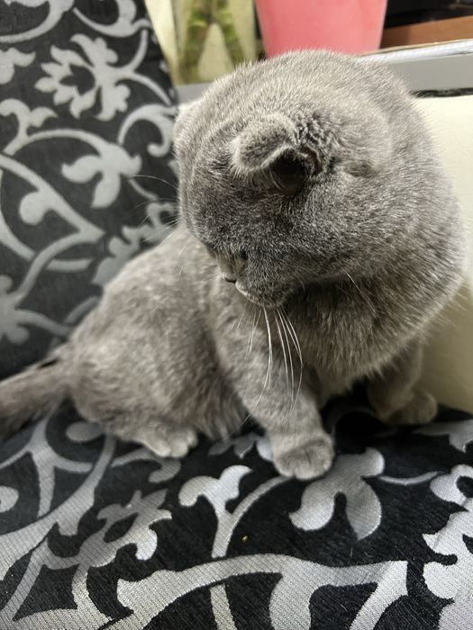 Uy mushugi sotiladi ogil bola 8 oylik