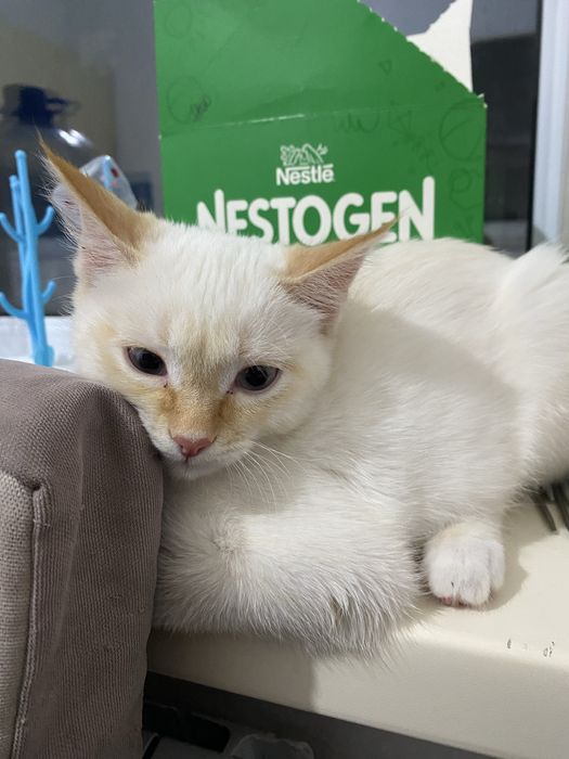 Пролам котёнок в хорошие руки