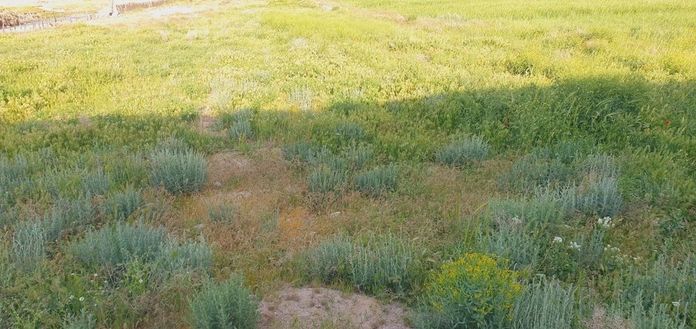 Bo‘sh yer maydoni SROSHNI sotiladi pul zarur