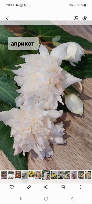 Бегонии беллеконии.