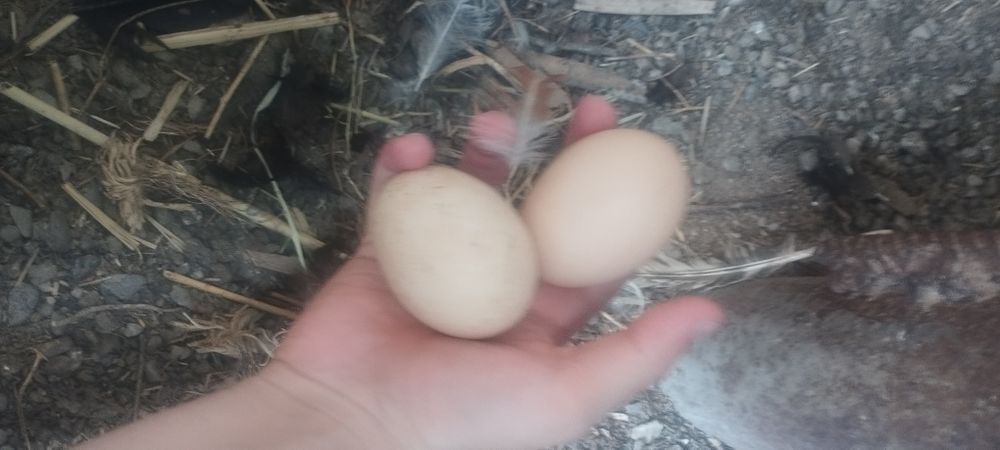 Продам куреи и клушку