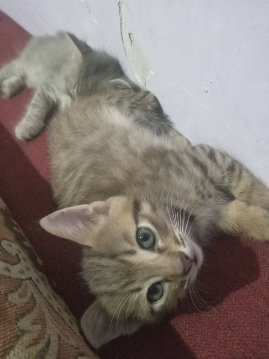 Котята кот в хорошие руки