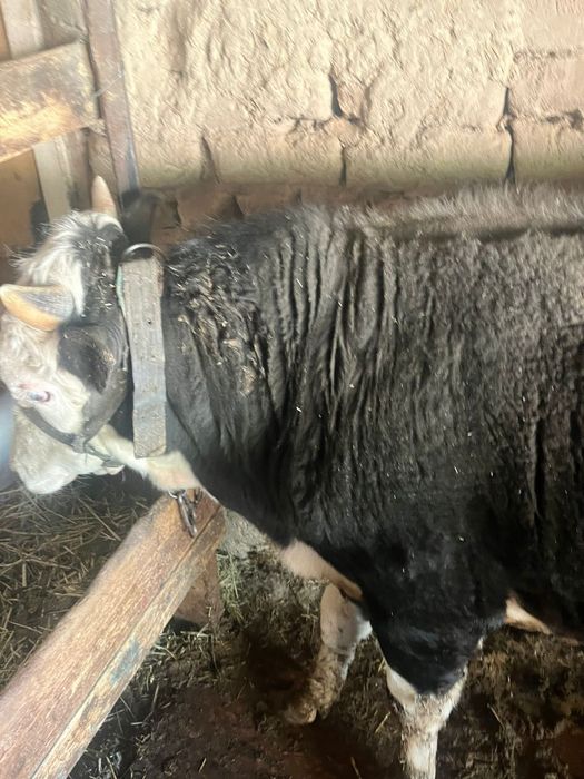 Семіз өгіз сатылады