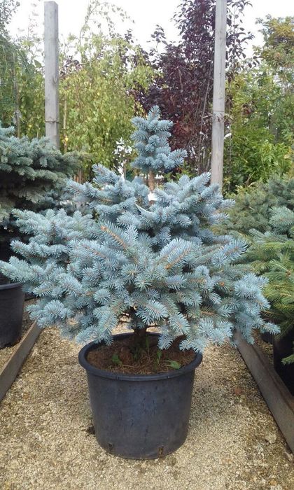 Italiya va Turkiyadan keltirilgan ideal turlar