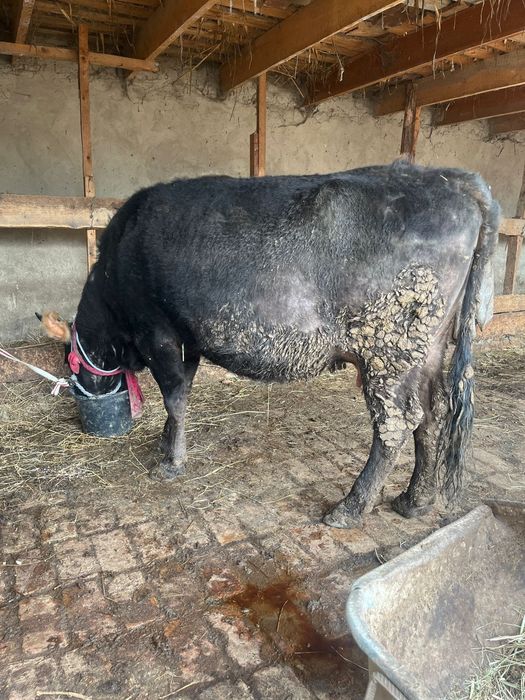 Семіз сиыр сатылады