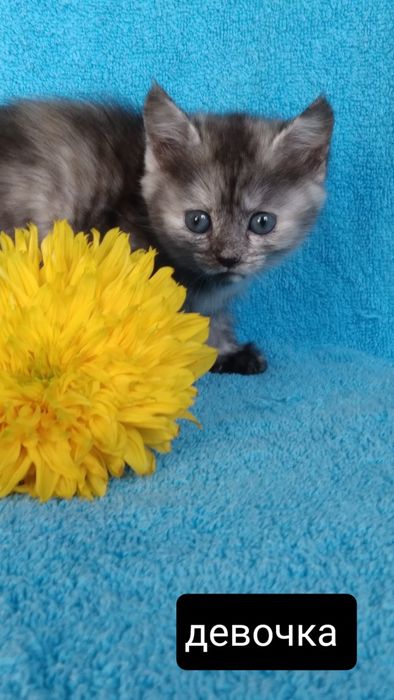 Отдам котят в добрые руки