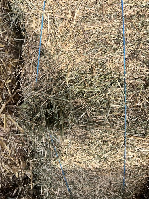 Baloti de cocenasi si trifoi !