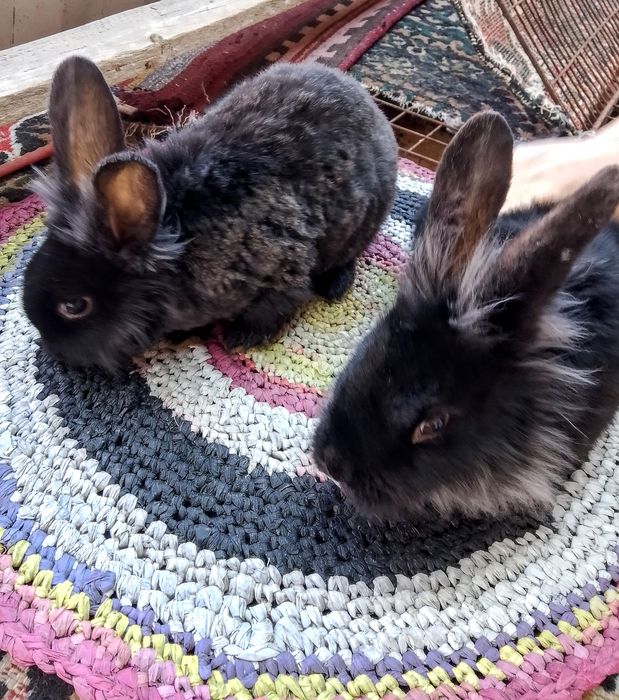 Quyon sotiladi zotli karlik