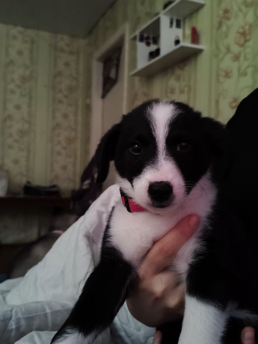 !!Срочно пристраивается щенок!!