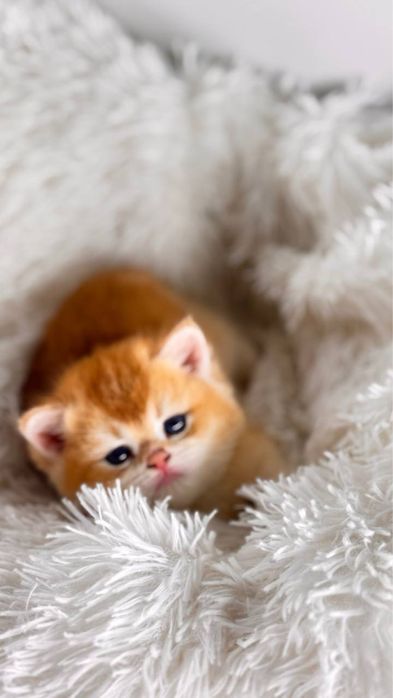 Британские золотые шиншиллы