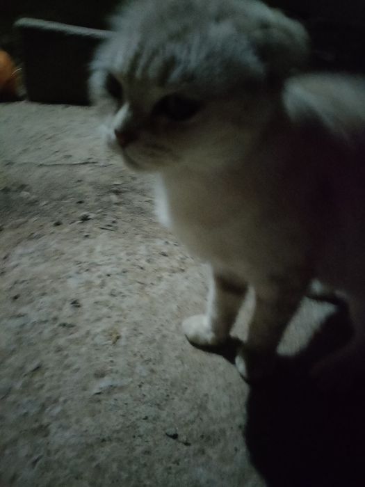 Үй мысығы оте әдемі