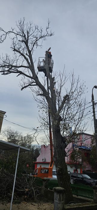 Intervenții non-stop de toaletare copaci cu alpinisti