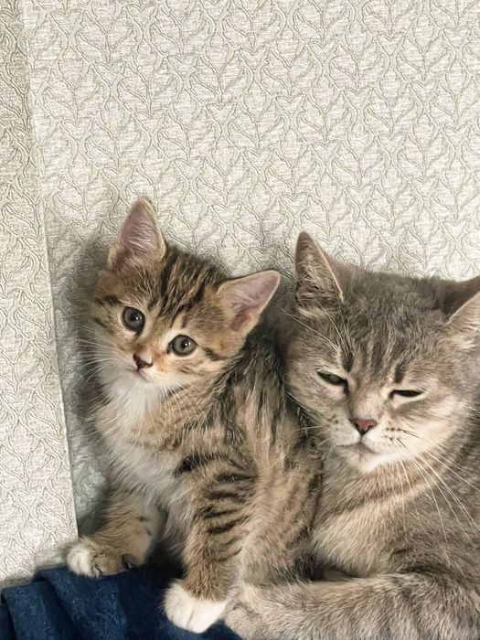 Отдаем котенка в добрые руки!