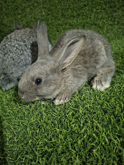 Velikan bolalari 11 bor