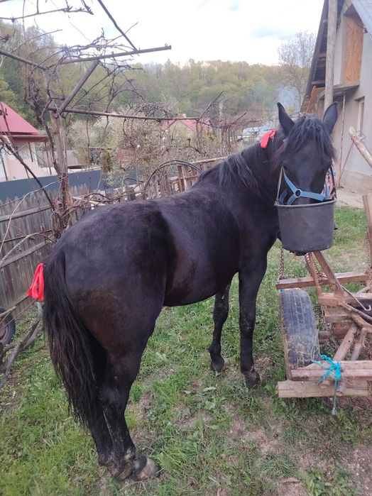 Iapă cu mânz de o săptămână și o mânză de un an de vânzare