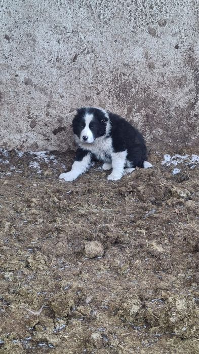 Алабай кушык сатылады