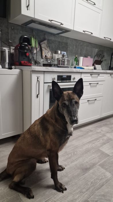 Груминг с выездом на дом.