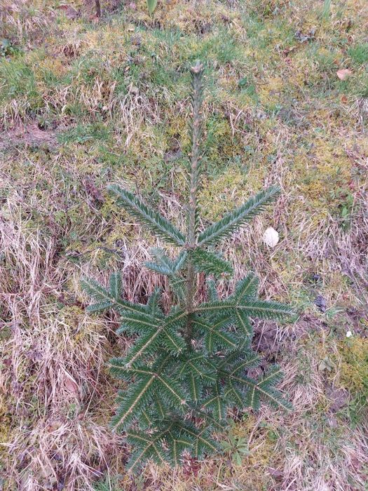 Brazi Abies fraseri cu balot de pamant- calibru 60-80 cm