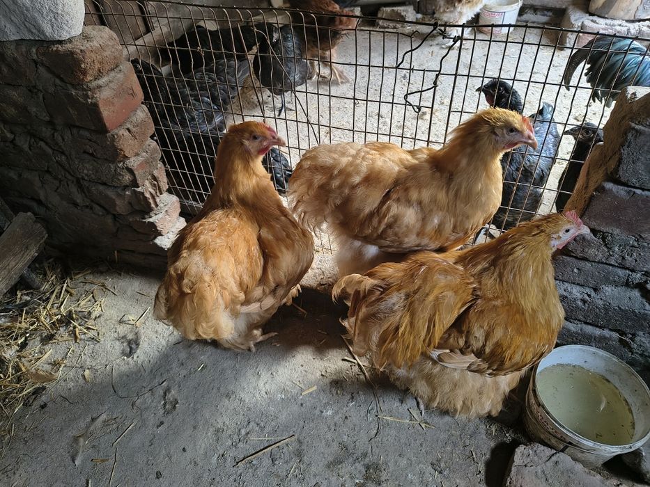 Vand cocosi brahma herminat și cochinchina galben uriaș