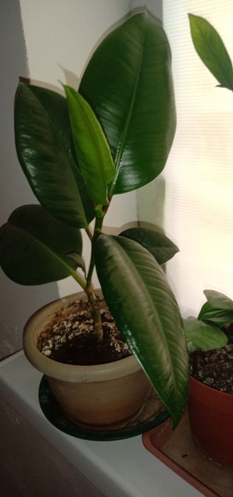 Цветы комнатные ухоженные