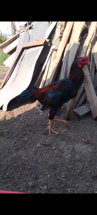 Продам Вьетнамца хороших кровей!