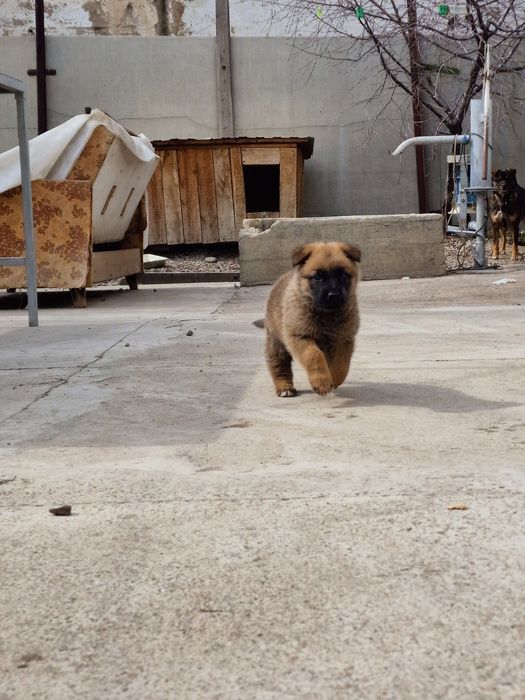 Щенок немецкой овчарки