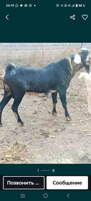 Срочно Продам козлика