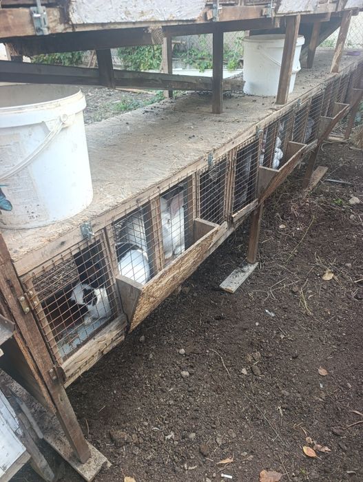 Продам кроликов с клетками
