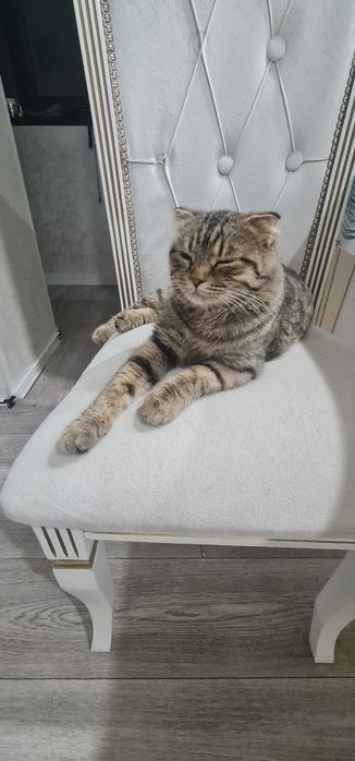 Кошечка бесплатно