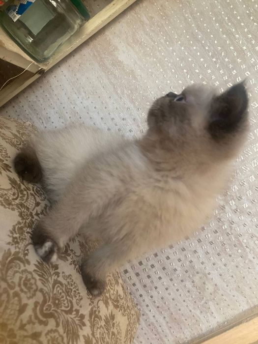 Экзотические вислоухие (Флеппиг)