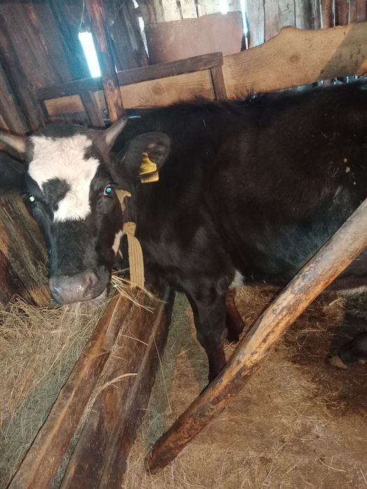 Продам.     телку