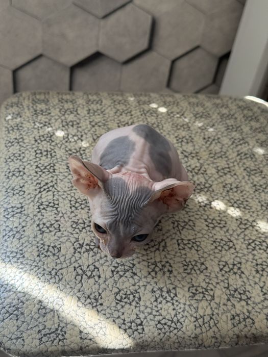 Сфинкс котенок девочка