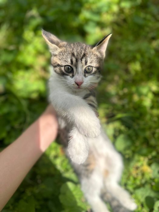 Котёнки 1,5 месячные, мальчики