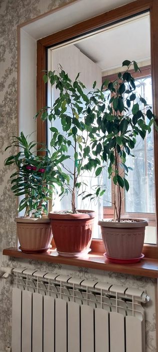 Комнатные цветы и растения