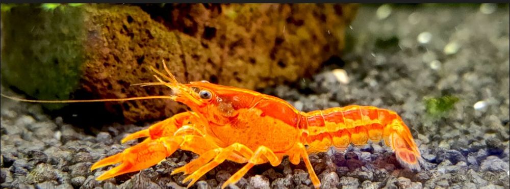 Аквариумные раки, мексиканские