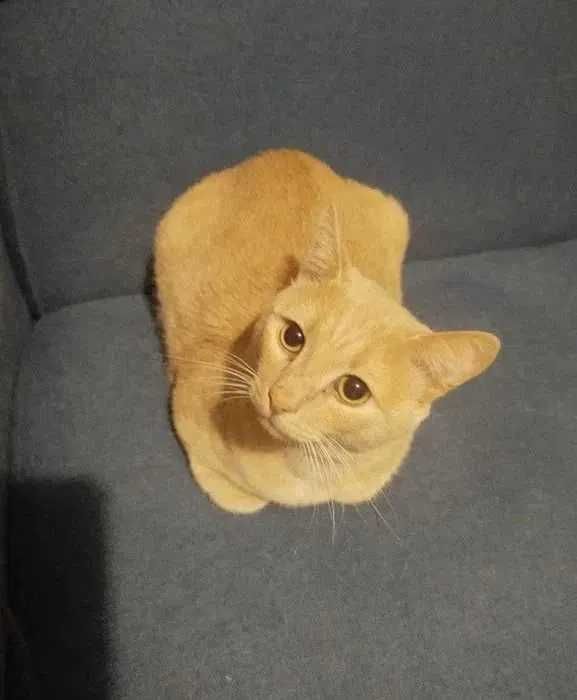 Рыжий кот в добрые руки (кастрирован)