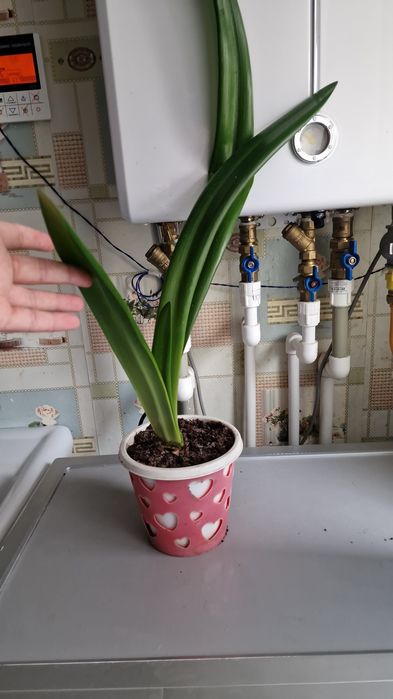 Продам комнатные цветы