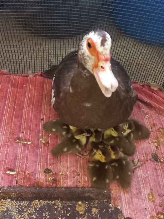 Индоутка . . .    .   .